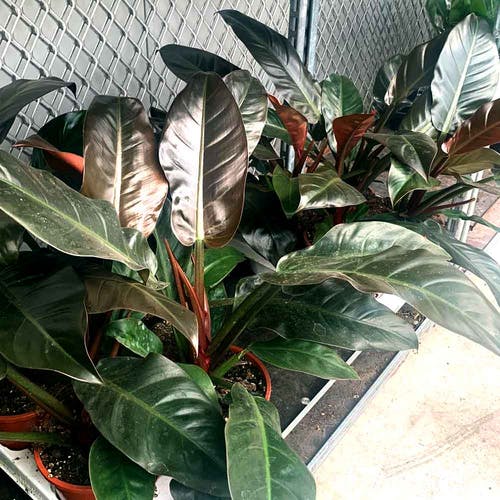 Unterarten des Philodendron