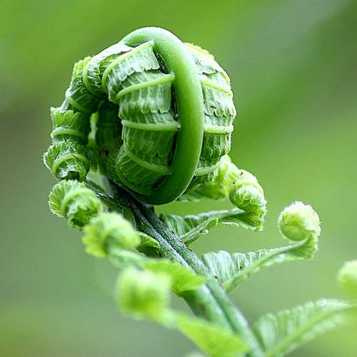 Standort: Licht und Wärme Farne 