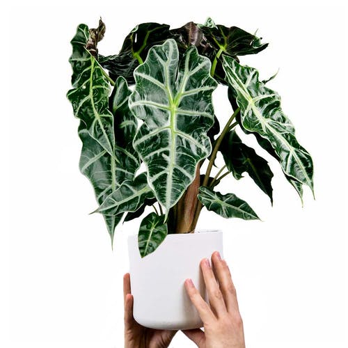 Alocasia 