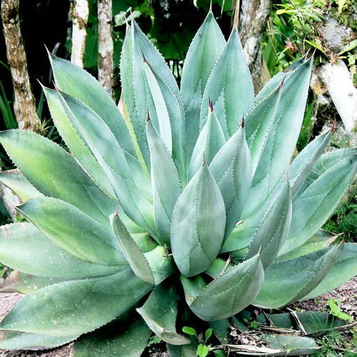 Ursprung/Herkunft Aloe Vera Pflanze