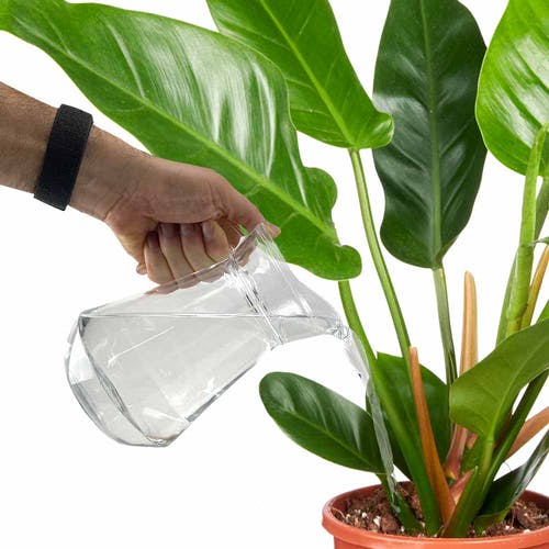 Philodendron Gießen