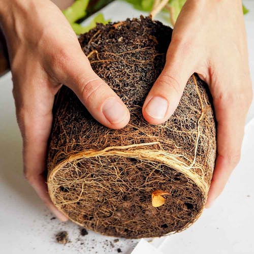 Zamioculcas Umtopfen/Verpflanzen