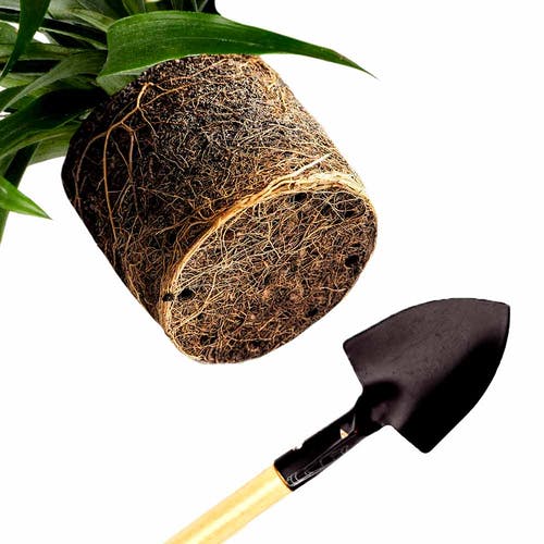 Umtopfen Ananaspflanze