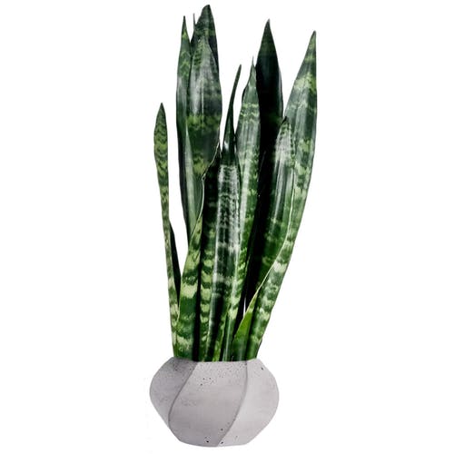 Sansevieria 