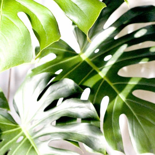 Monstera Standplatz/Licht und Wärme