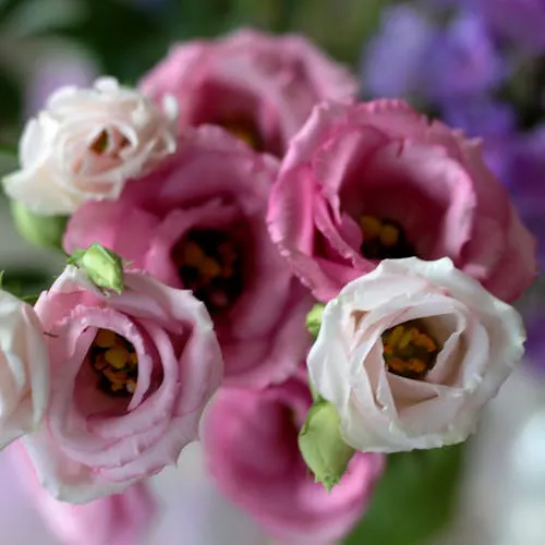 Eustoma Pflege und Unterhalt in der Vase