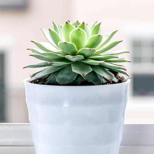 Standort/Licht und Wärme Fettpflanzen 