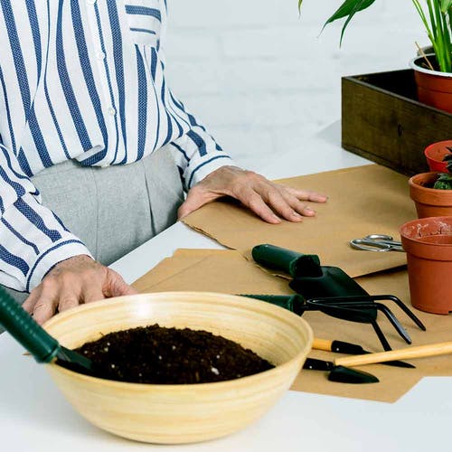 Umtopfen/Verpflanzen Die Bromelie