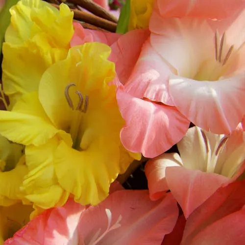 Zusammenfassung der Gladiolen-Blüten
