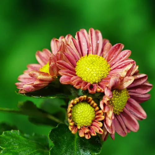 Chrysanthemen Standort – Sonne oder Schatten