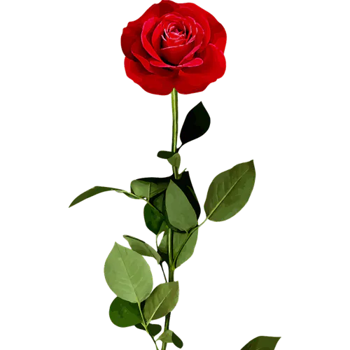 So erkennst du eine Rose
