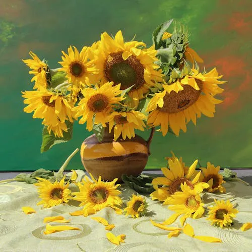 Geschichte der Sonnenblume — Herkunft und Verbreitung