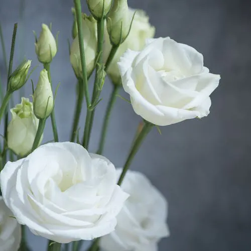 Eustoma Lisianthus als Schnittblume im Strauß
