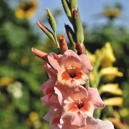 Gladiole Blume in verschiedenen Farben