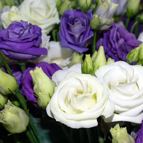 Eustoma Schnittblume mit langen Stielen