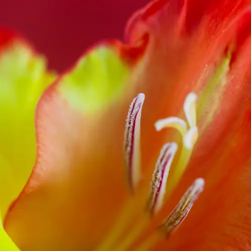 Gladiole in der Vase pflegen