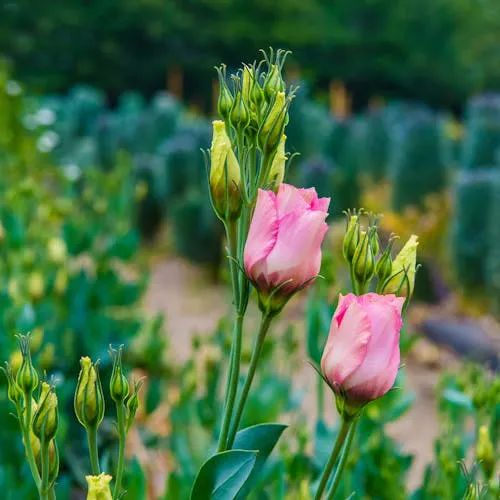 Verschiedene Eustoma-Sorten als Schnittblume