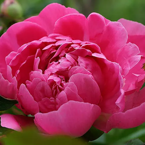 Pfingstrose als Schnittblume in voller Blüte