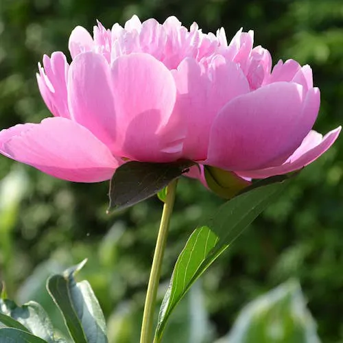 Pfingstrose in der Vase pflegen und frisch halten