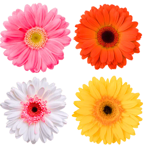 Gerbera erkennen an leuchtenden Farben