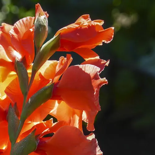 Gladiole an einem sonnigen Standort