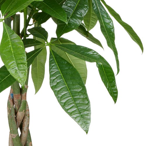 Die Blätter der Pachira aquatica 