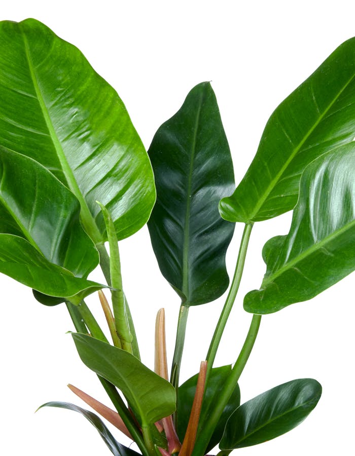 Merkmale des Philodendrons