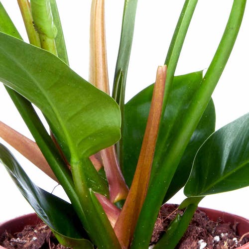 Monstera Luftwurzeln 