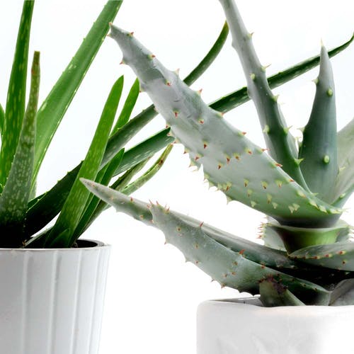 Unterarten der Aloe Vera