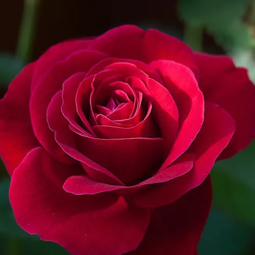 Rose als Schnittblume in verschiedenen Farben