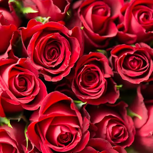 Rote Rosen – Zusammenfassung und Bedeutung