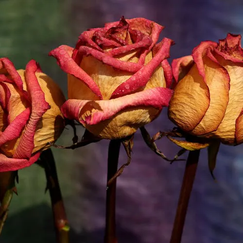 Schön getrocknete Rosen als Dekoration