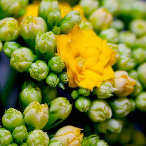 Kalanchoe - Blüht die Pflanze?