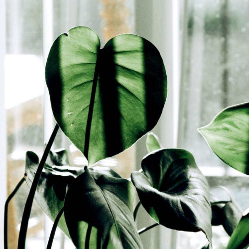 Philodendron Standort: Licht und Wärme