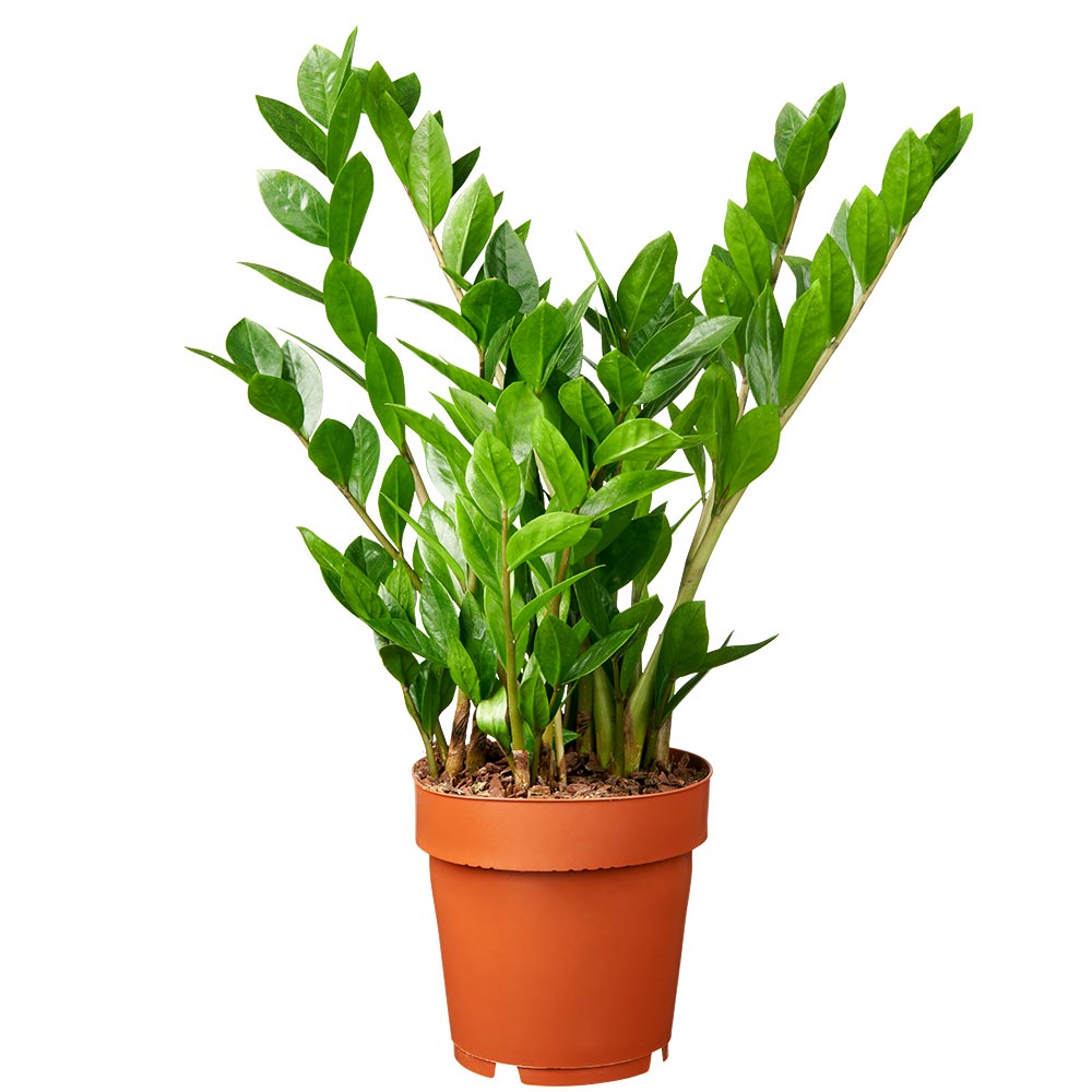 Unterarten der Pflanze