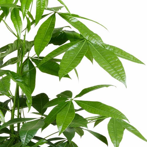 Pachira aquatica Standort/Licht und Wärme