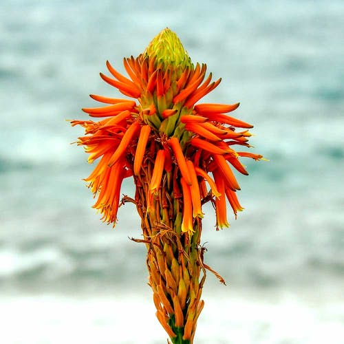 Blüht die Aloe Vera Pflanze?