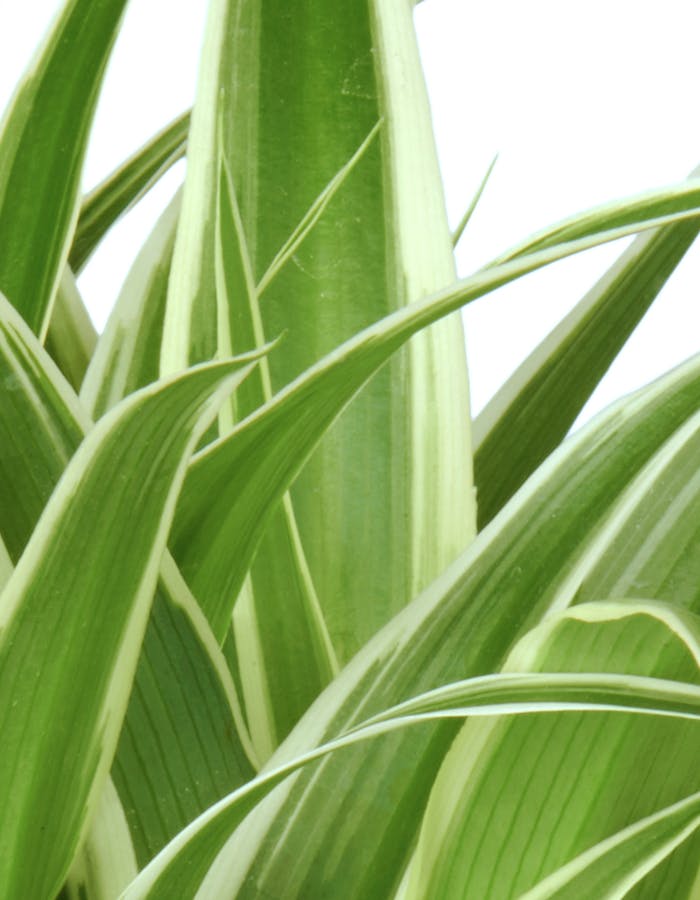 Chlorophytum Ernährung