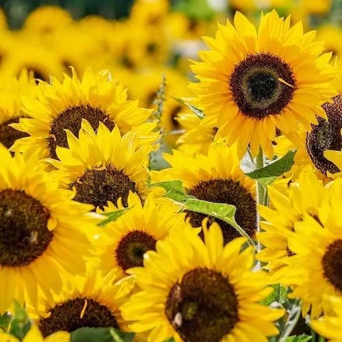 Verschiedene Sorten der Sonnenblume als Schnittblume