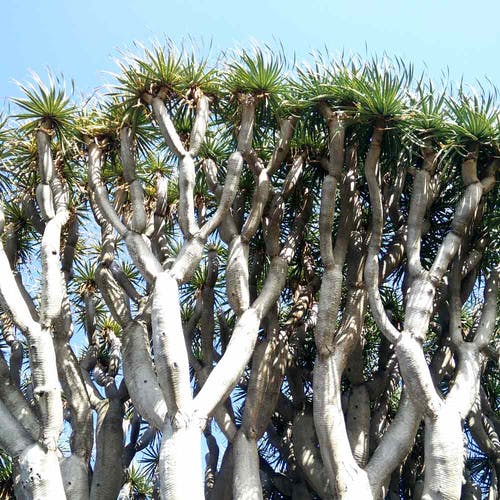 Ursprung/Herkunft der Dracaena