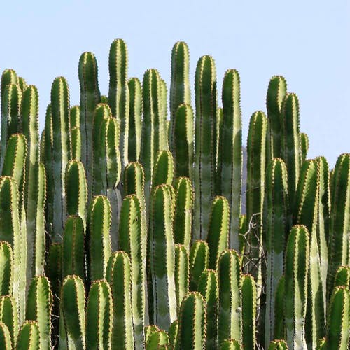 Kaktus Ursprung/Herkunft