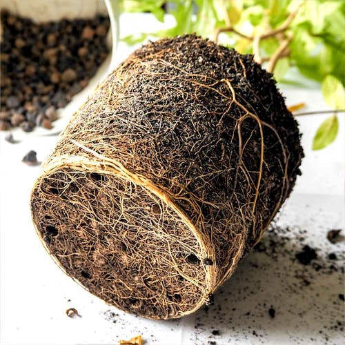 Umtopfen/Verpflanzen Pachira aquatica 