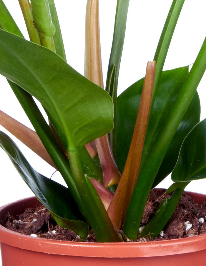 Philodendron Düngen 