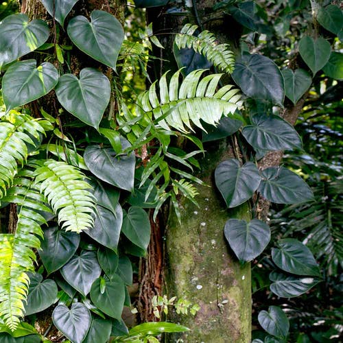 Ursprung/Herkunft des Philodendron