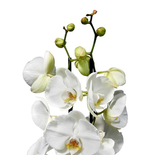 Blüht die Orchidee?