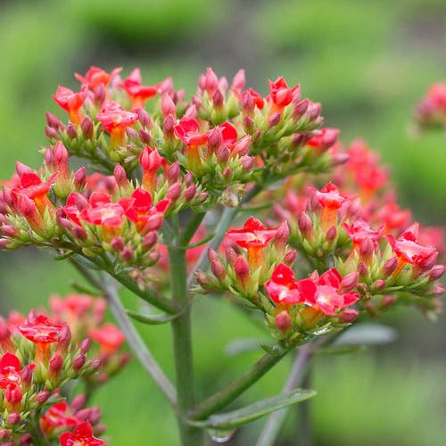 Kalanchoe Ursprung/Herkunft