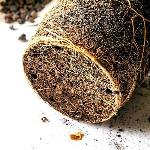 Umtopfen/Verpflanzen Philodendron 