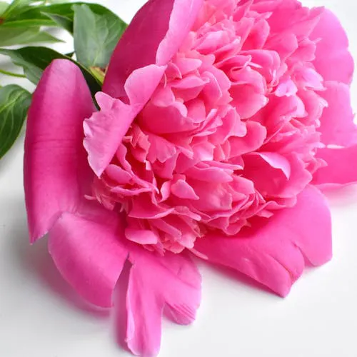 Geschichte der Pfingstrose – Paeonia