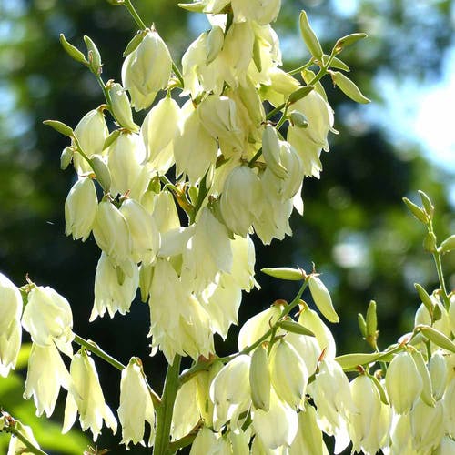 Blüht die Yucca Pflanze?