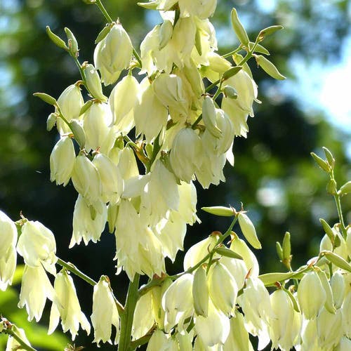 Blüht die Yucca Pflanze?